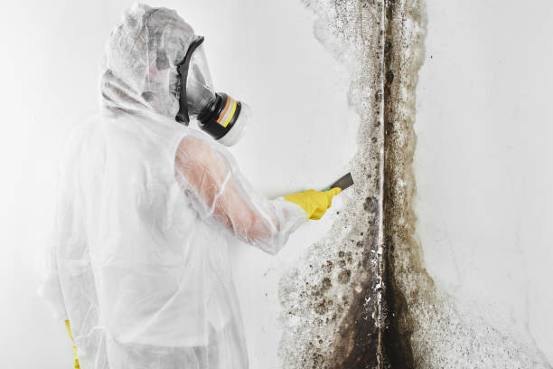 Best Mold Remediation  in Frederick, OK