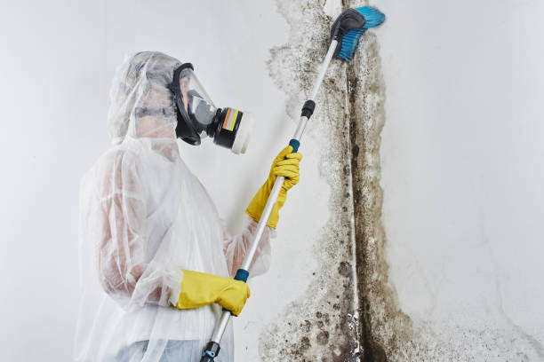 Best Emergency Mold Removal  in Frederick, OK