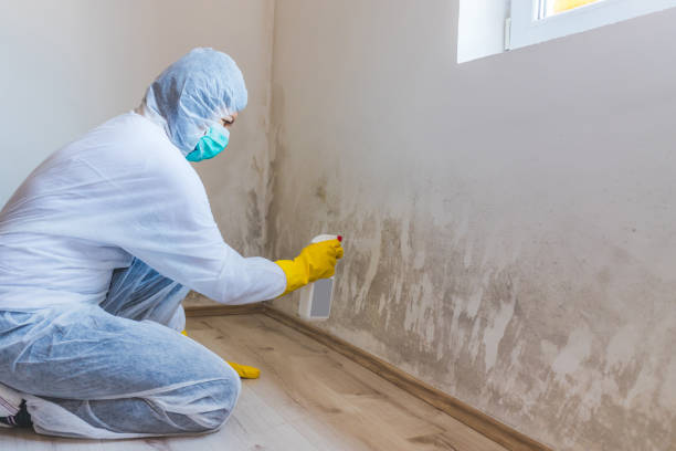 Best Office Mold Removal Services  in Frederick, OK