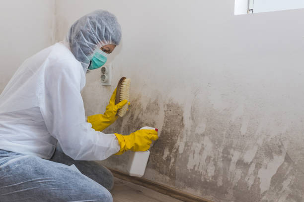 Certified Mold Removal in Frederick, OK