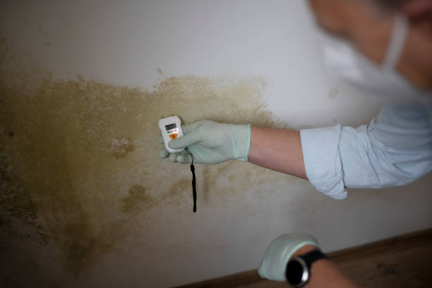 Best Black Mold Removal  in Frederick, OK