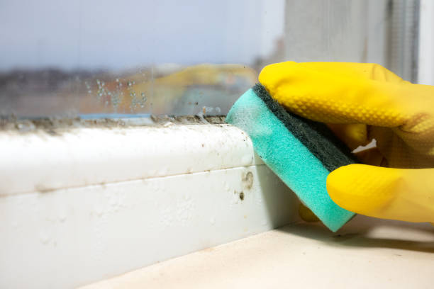 Best Same-Day Mold Removal  in Frederick, OK