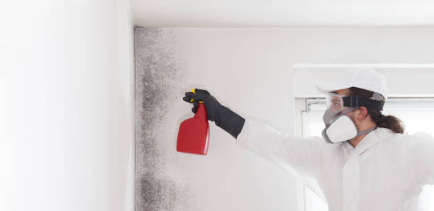 Best Mold Removal Company Near Me  in Frederick, OK