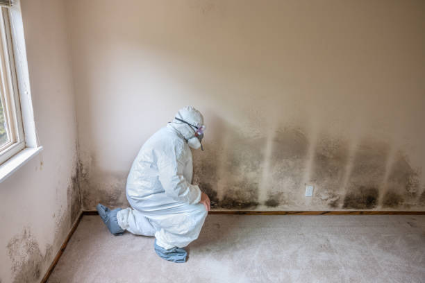 Best Local Mold Removal Service  in Frederick, OK