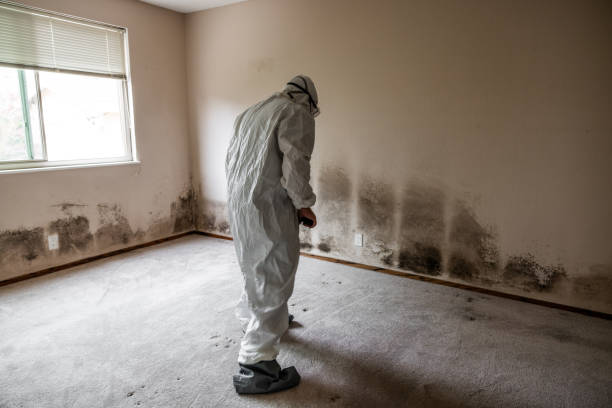 Best Best Mold Removal Companies  in Frederick, OK