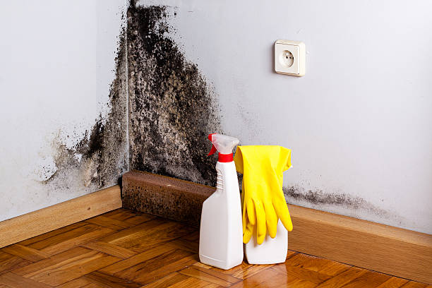 Best Black Mold Removal  in Frederick, OK