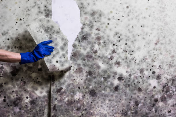 Mold Testing and Removal in Frederick, OK